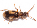 Notoxus monoceros